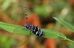 Anoplophora_malasiaca.jpg